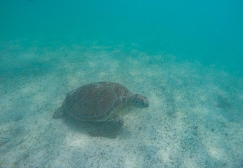 schildpad bij Bonaire